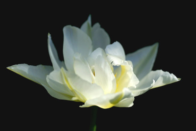 Weie-Tulpe-schwebend.jpg