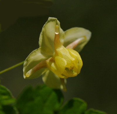 Elfenblume-2.jpg