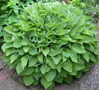 runde_hosta.jpg