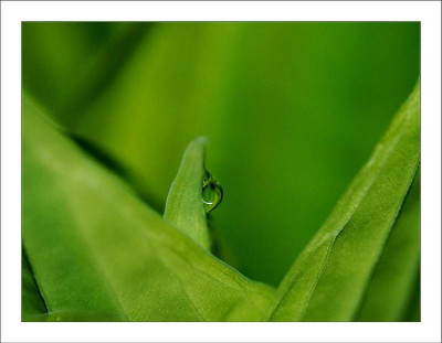 Hosta_4_04-05-2006.jpg