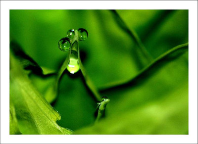 Hosta_2_04-05-2006.jpg