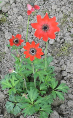 Anemone_pavonina_02021.jpg