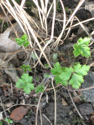 Anemone_leveillei_01971.jpg