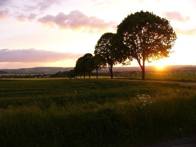 Mai_Mensing_Abendsonne_2.jpg