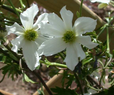 Waldrebe_Early_Sensation_G_255031_1.JPG