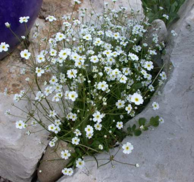 Nordlicher_Mannsschild_T_254831_1.JPG