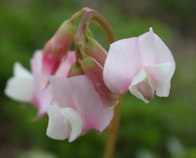 Fruhlings-Platterbse_N_248511_1.JPG