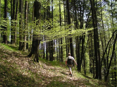 abstieg_wald.jpg