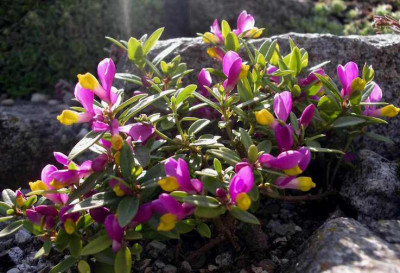 Polygala_chamaebuxus_Multicolor_2006-05-05.JPG