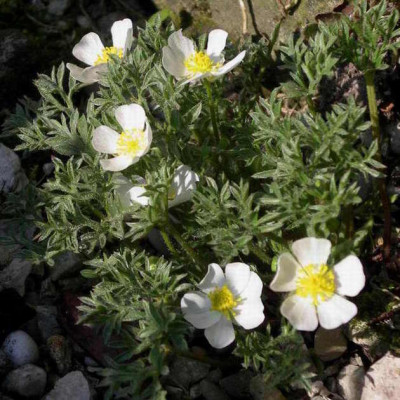 Ranunculus_seguerii_2006-05-05.JPG