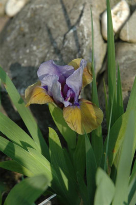 2006H195_Large.JPG