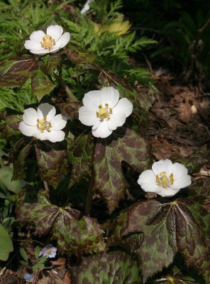 IMG_1256_ePodophyllum_hexandrum.JPG