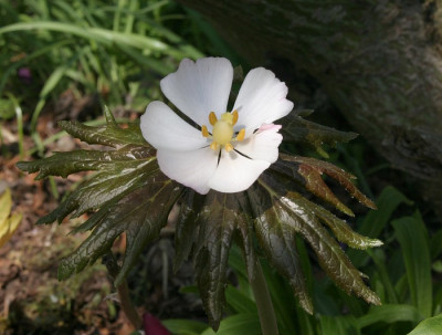 IMG_1258_ePodophyllum_hexandrum.JPG