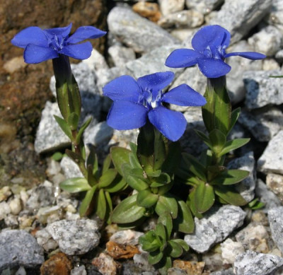 IMG_1264_eGentiana_verna.JPG