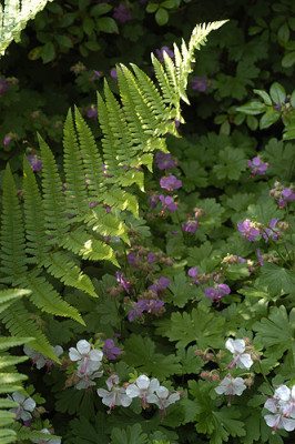 farn_geranium_5195.jpg