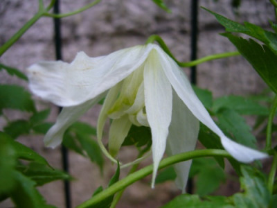 Clematis_White_Swan.jpg