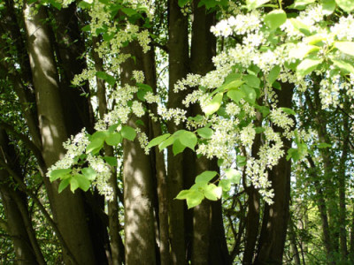 lichtschatten.jpg