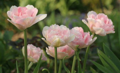 tulipa_angelique_3172.jpg