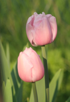 tulipa_esther_3178.jpg