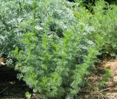 Artemisia_chamaemelifolia_20060530_02.jpg