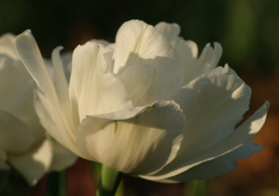 tulipa_mount_tacoma_3180.jpg
