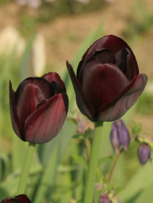 tulipa_queen_of_night_3174.jpg