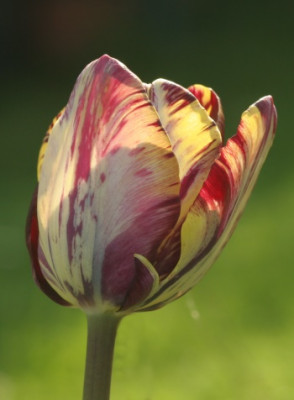 tulipa_insulinde_3168.jpg