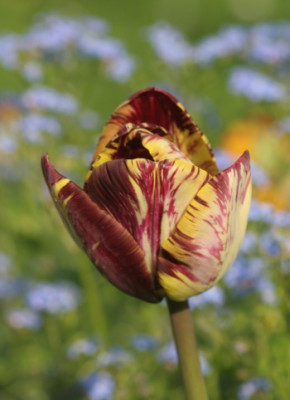 tulipa_insulinde_3177.jpg