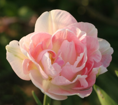 tulipa_angelique_3182.jpg