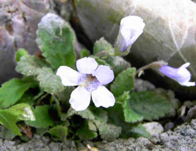 5.5.06.Haberlea_rhodopensis__001.JPG