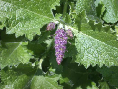 Salvia_verticillata.JPG