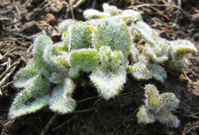salvia_verticillata_20060404.jpg