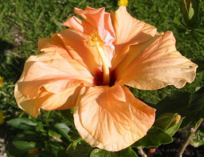 Hibiscus_rosa_sinensis.jpg