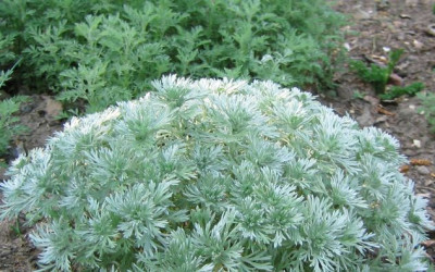 Artemisia_schmidtiana_20060505_02.jpg