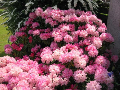 Rhodo2_F.jpg