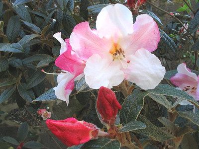 Rhododendron_edgeworthii_2006.jpg