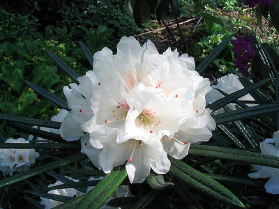 Rhododendron_roxieanum_var_oreonastes_2006.jpg