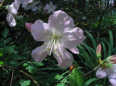 Rhododendron_schlippenbachii_2006.jpg