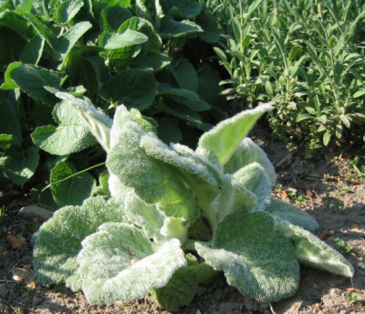 Salvia_argenta20060505.jpg