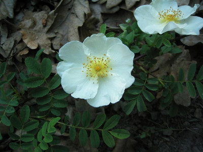 Rosa_hugonis_20060505_01.jpg