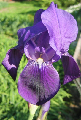 Iris_barbata_20060505_02.jpg