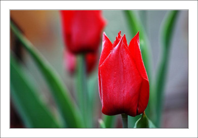 Tulipa_1_06-05-2006.jpg