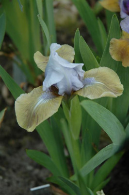 2006H203_Large.JPG