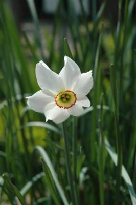 2006H199_Large.JPG