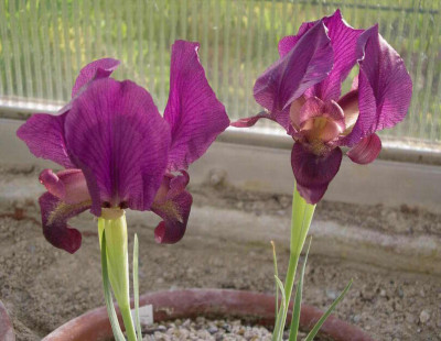 Iris_barnumae_2006-05-06_001.JPG