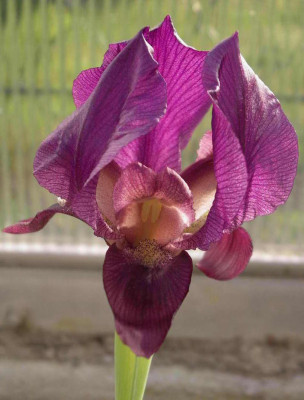 Iris_barnmae_2006-05-06_002.JPG