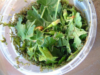 DSCF1081_Small.JPG
