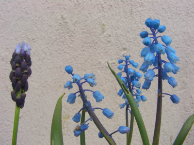 Bellevalia_und_Muscari.jpg