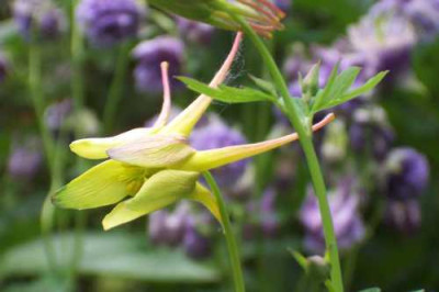 Aquilegia_chrysantha.jpg