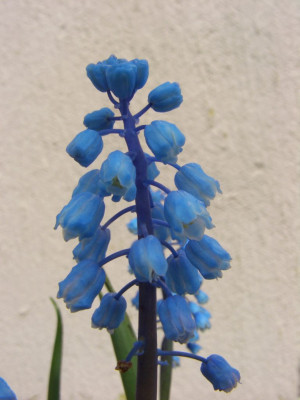 Bellevalia_forniculata_06.jpg